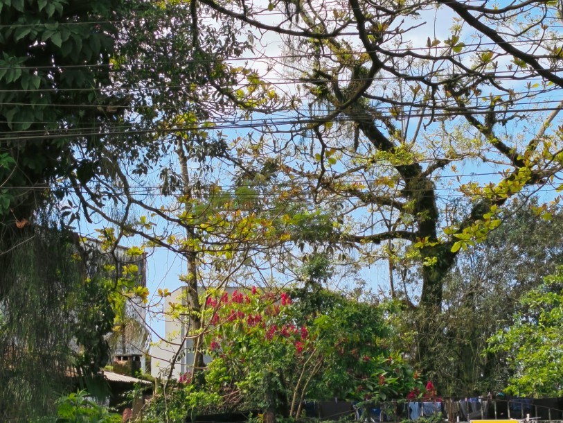 Terreno á venda . Rua Sesinando Benkerdorf ,n°110 - Vila Horizonte-2